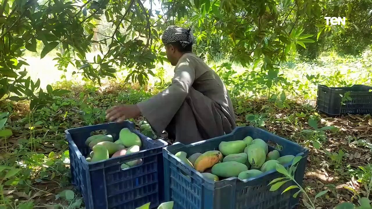 موسم المانجو يبدأ مبكرًا..كاميرا TeN من قلب الحدث تكشف كواليس زراعة المانجو في مصر