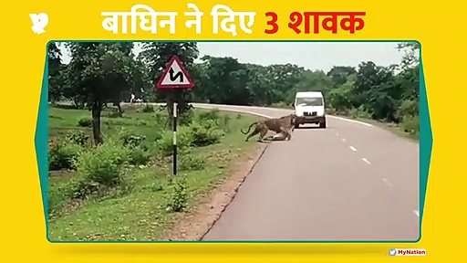 बाघिन ने दिया  3 शावकों को जन्म