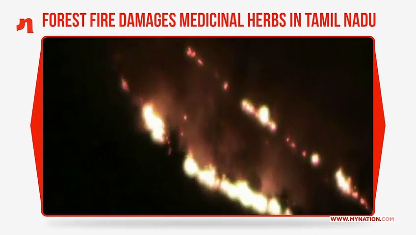 Tamil Nadu: Forest fire damages rare trees, medicinal herbs near Madurai
