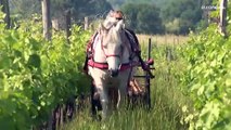 Dalla Spagna al Piemonte, idee e progetti per un vino sostenibile