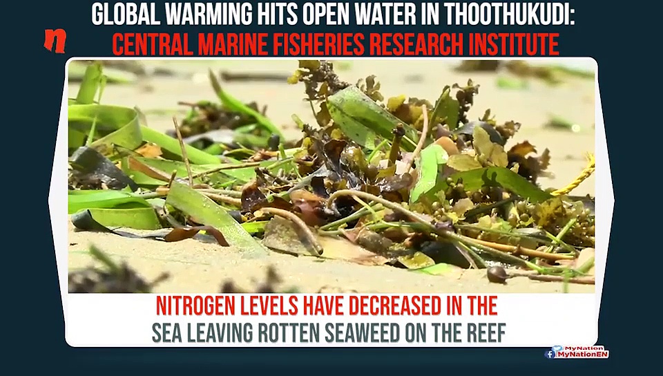 Tamil Nadu: Pollutants in water put coral reef, seaweed at stake