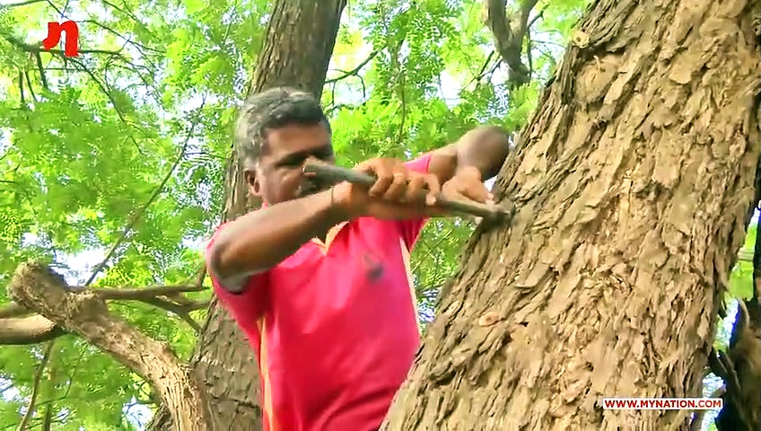 The Good Fight: Ramanathapuram policeman saves 'crying trees'