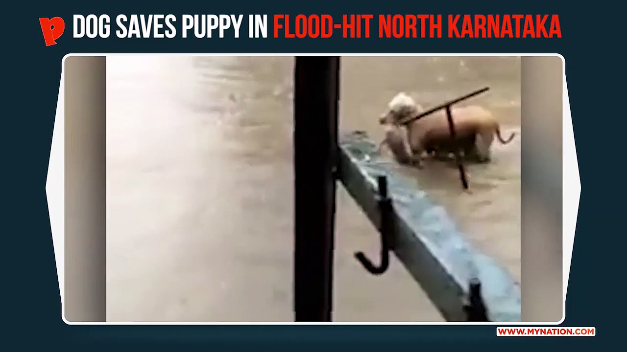 Karnataka floods: Dog saves puppy from drowning; video goes viral