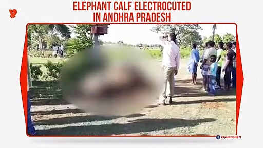 Andhra Pradesh: Baby elephant electrocuted in Chittoor