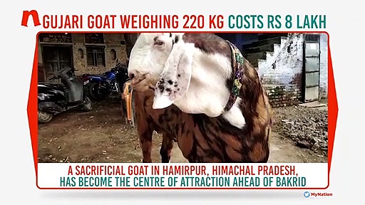 Bakrid 2019: This goat eats dry fruits, weighs 220 kg and costs Rs 8 lakh