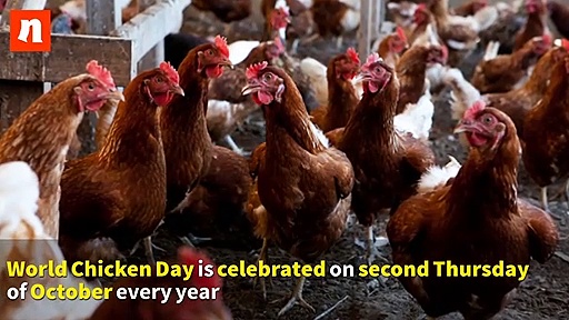 Today is World Chicken Day: Here are 8 interesting facts