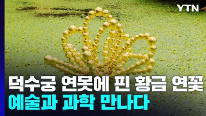 덕수궁 연못에 핀 황금 연꽃...예술과 과학 만나다 / YTN