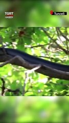 Tunceli’de dev yılan paniği