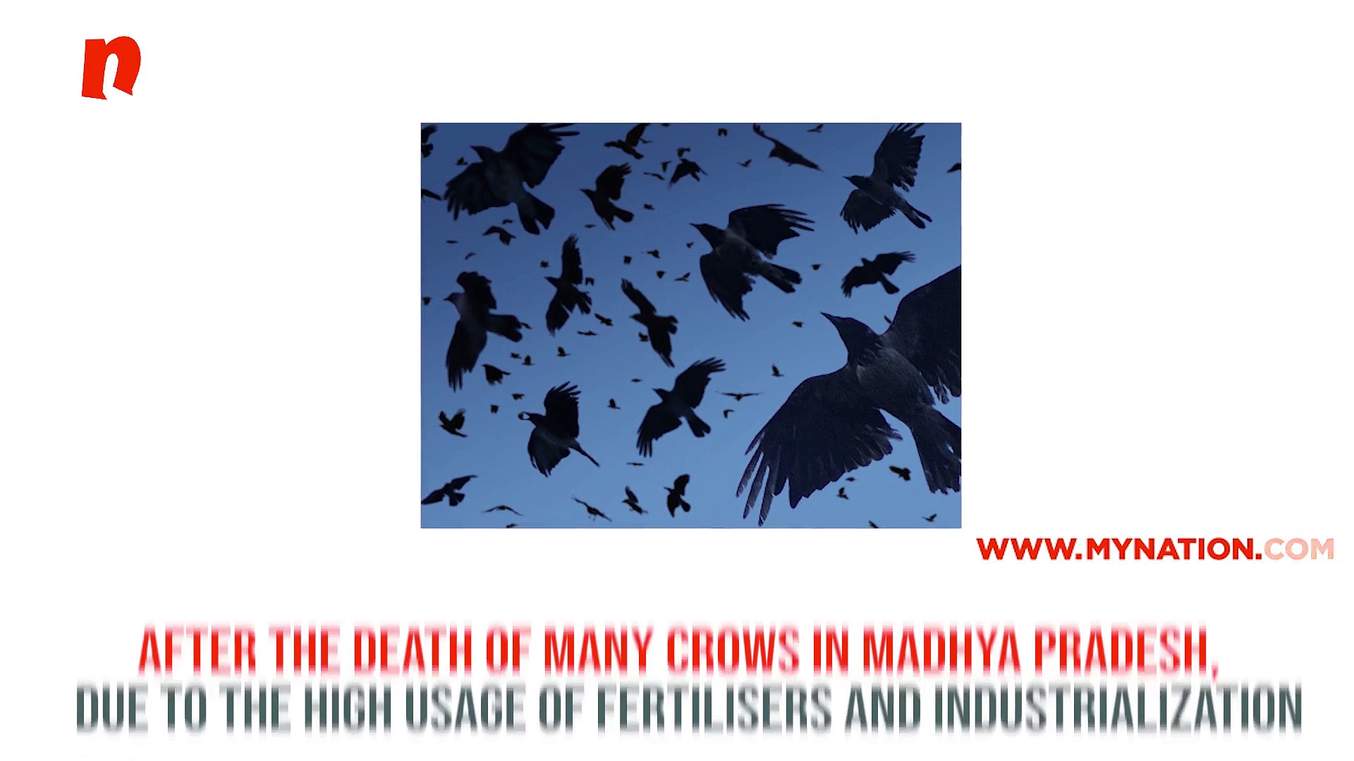 Madhya Pradesh: Exclusive park set up for crows to stop them from being endangered (Video)