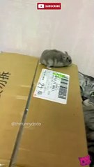 Funniest cat video ever  #animals #cat #funnyanimals #dog