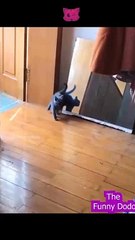 Funniest animal video ever  #animals #cat #funnyanimals #dog