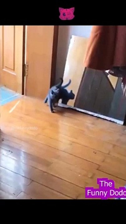 Funniest animal video ever  #animals #cat #funnyanimals #dog