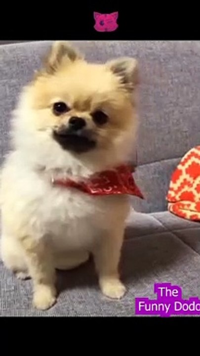 Funniest animal video ever  #animals #cat #funnyanimals #dog