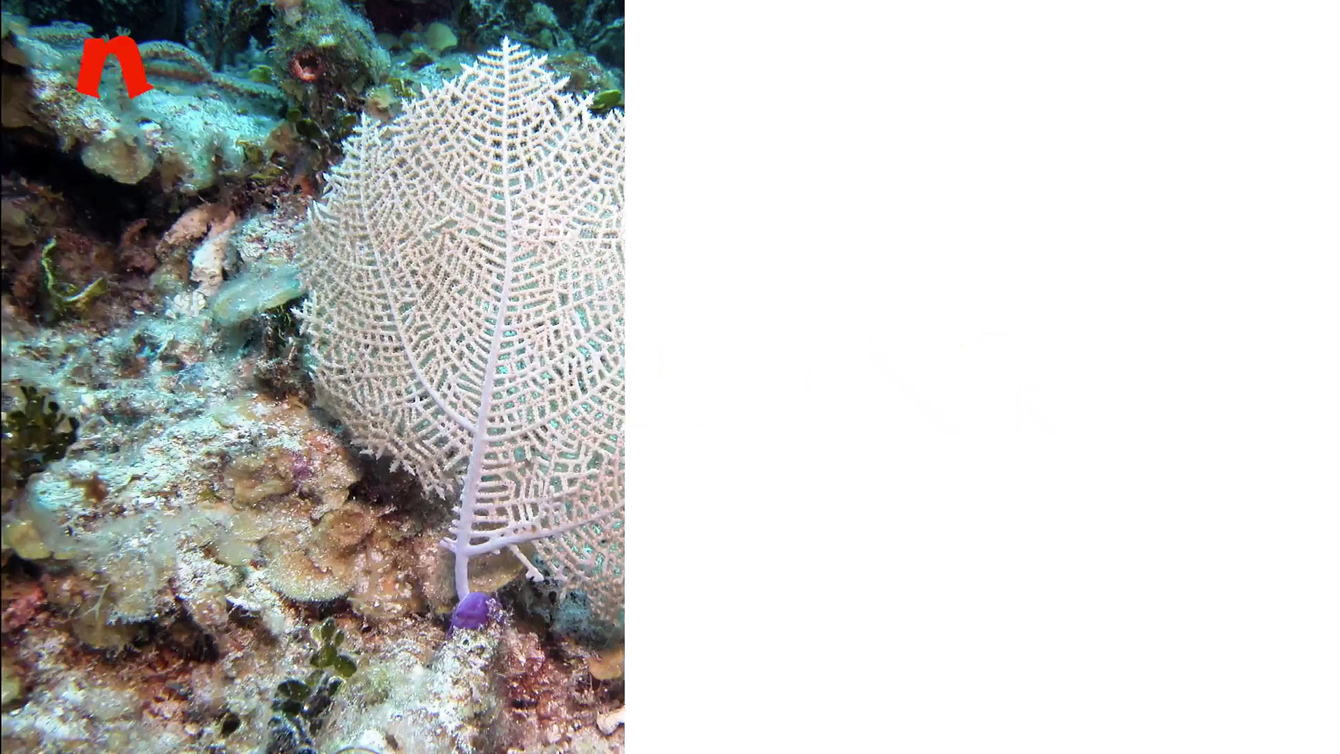 Indradhanush sold illegally: Amulet seller caught trading in endangered species