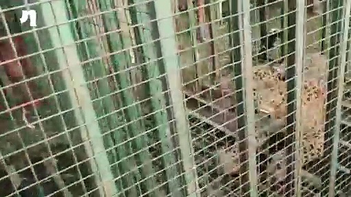 Watch: Why Bengal tea estate is feeling relieved?