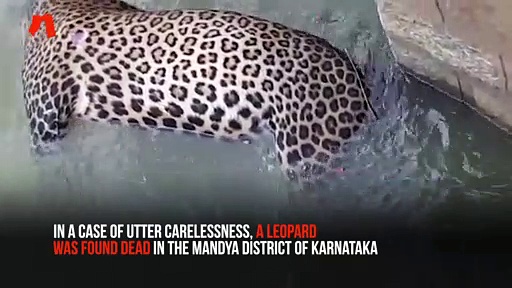 India's wildlife under threat, second leopard found dead in Karnataka