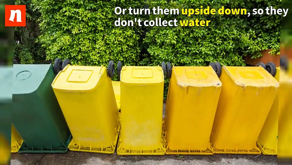 Mosquitoes breeding around your home? Here are 5 simple steps to prevent it