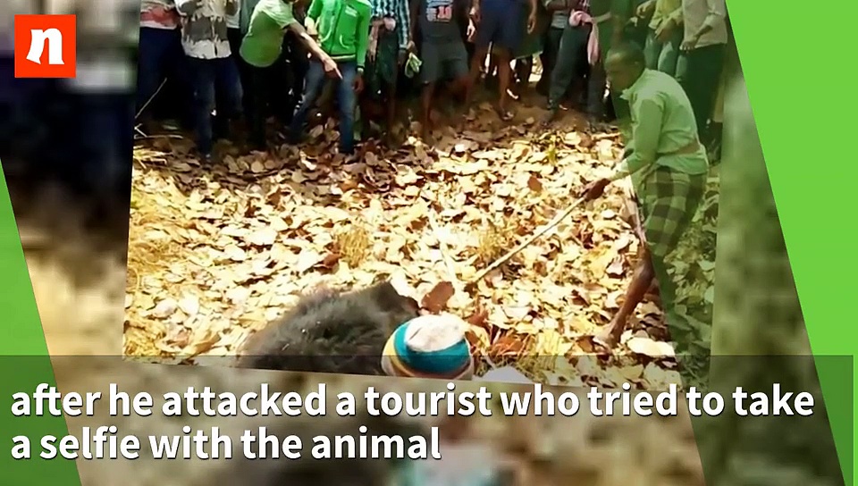 7 times animals paid the price for human greed