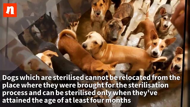 Did you know about these 7 animal protection laws in India?