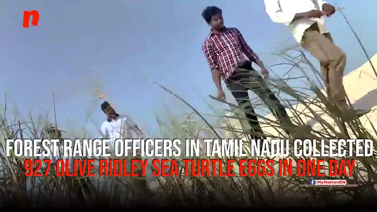 Tamil Nadu: Forest range officials collect 927 Olive Ridley sea turtle eggs in Dhanushkodi