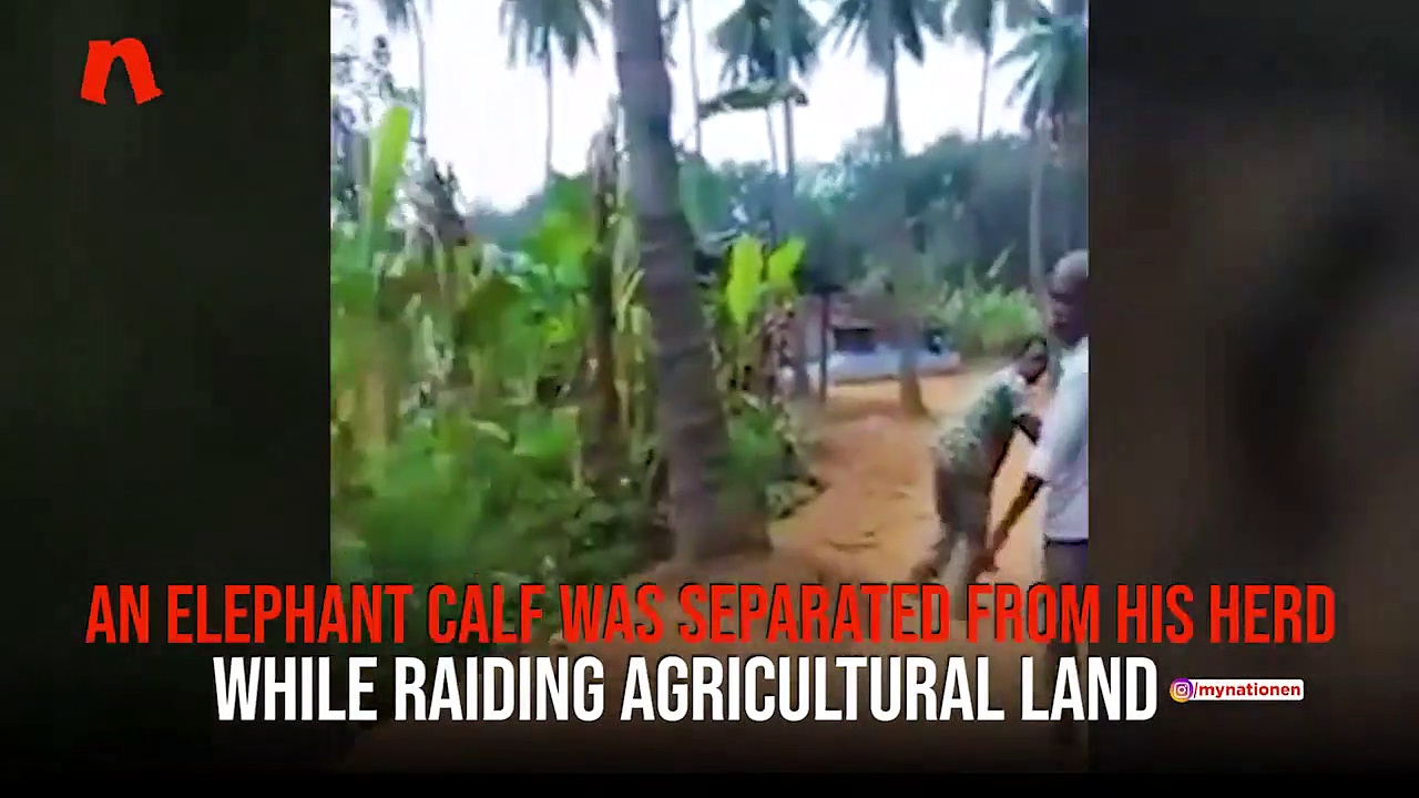 Tamil Nadu: 1-year old elephant calf reunites with mother