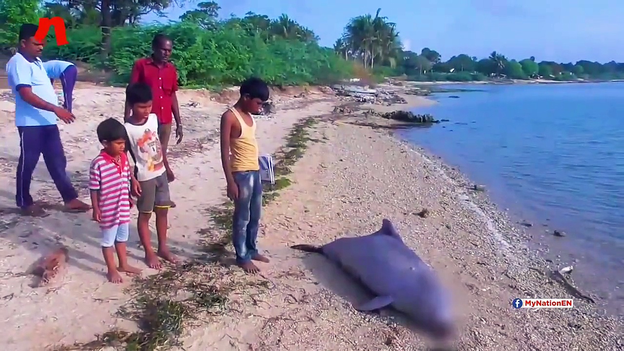 Tamil Nadu: Carcass of 7-year-old humpback dolphin washes ashore in Ramanathapuram