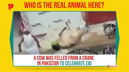 Pakistan: Cow being lifted using a crane for slaughter falls to death