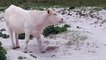 Cow Caught Munching on Plastic Rope