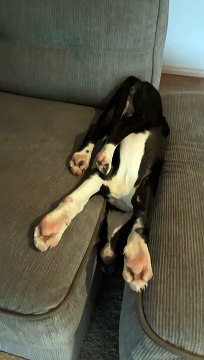 Puppy Falls Asleep Between Couch Cushions