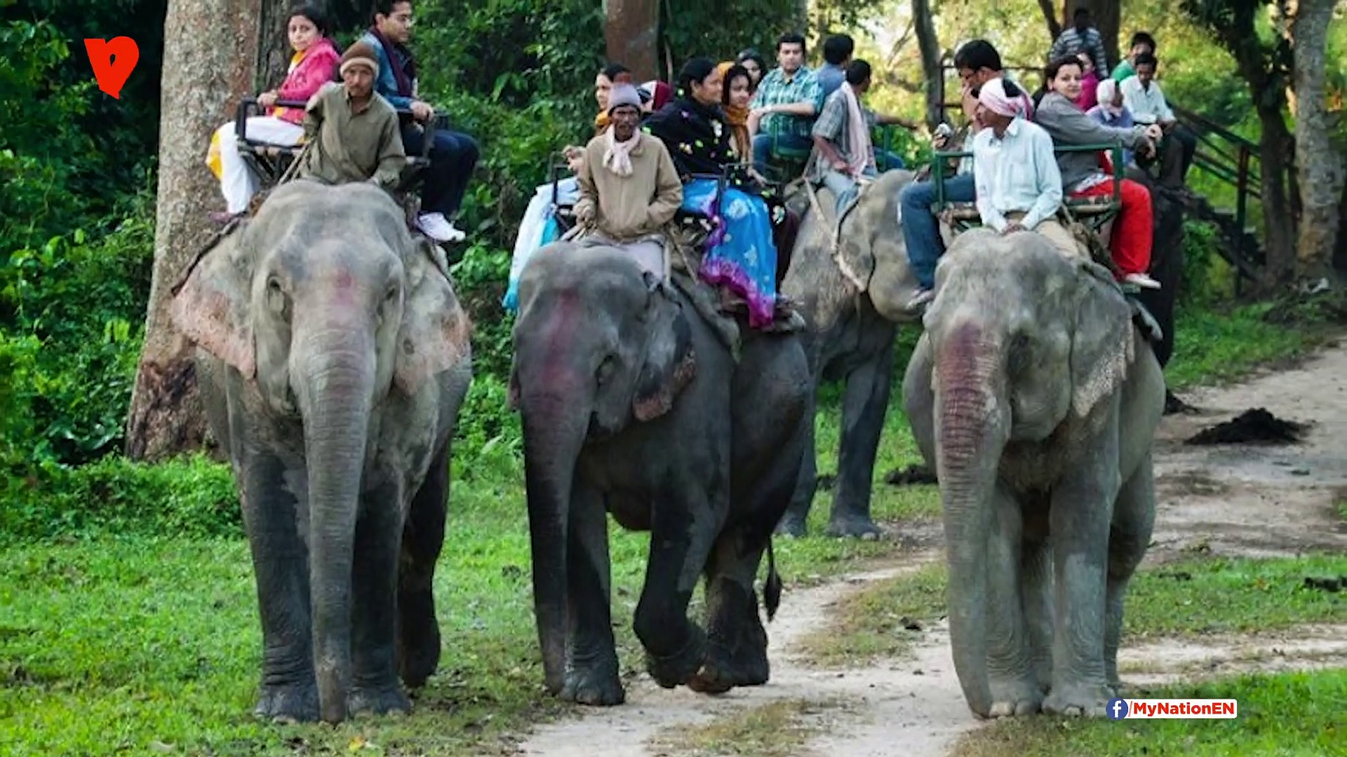All for elephants and their protection