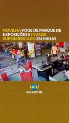 Novilha foge de parque de exposições e invade supermercado