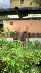Cat Seems Unbothered by Territorial Bird