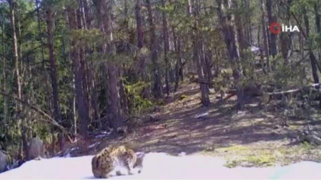 Artvin Milli Parkı'nda vaşak fotokapana yansıdı