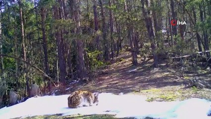 Artvin Milli Parkı’nda vaşak fotokapana yansıdı