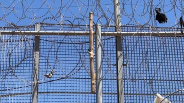 Ascienden a 23 los emigrantes fallecidos en valla de Melilla, según Marruecos