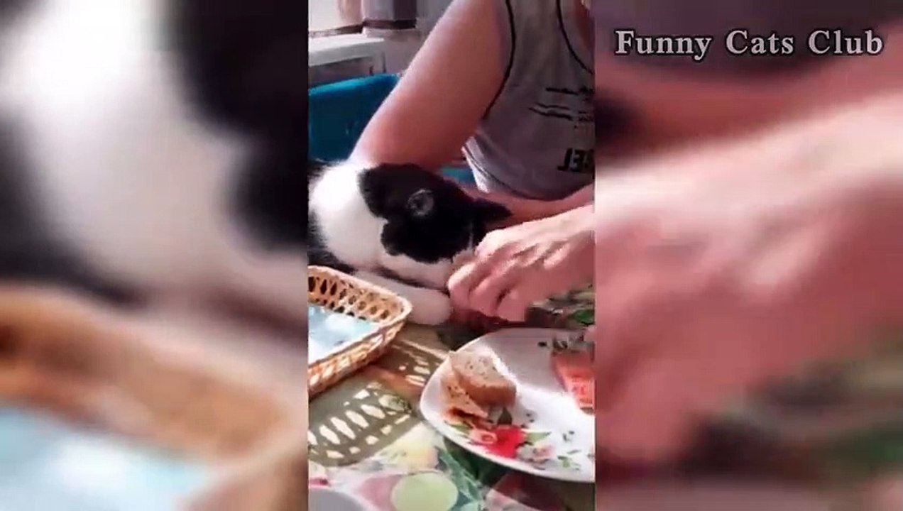 Funny Cats and Dogs  #3 - Funny Cats Club