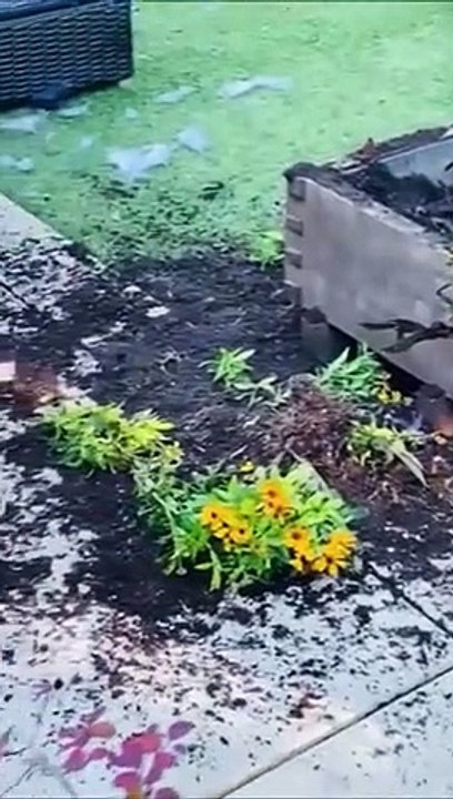 Ultimate Funny Dogs Compilation!  Most Viral DOGS on the internet!