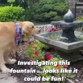 Funniest & Cutest Golden Retriever Puppies - 30 Minutes of Funny Puppy Videos 2022