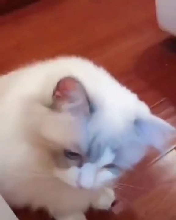 baby cat