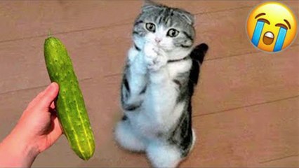 Try Giving Your Cat a Cucumber and See What Happens