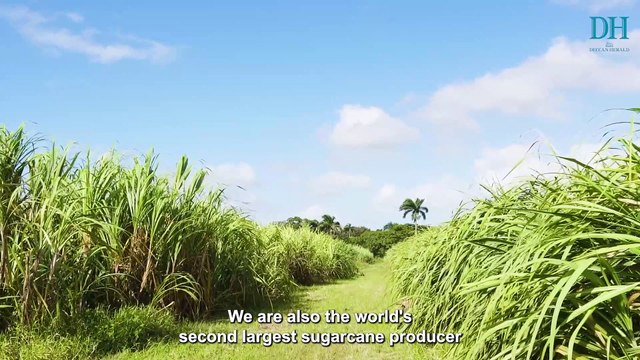 What is ethanol blending and why India is mixing ethanol with petrol?