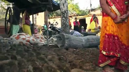 Snake caught during drinking Milk