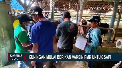Percepatan agar Hewan Ternak Mendapatkan Vaksin Penyakit Mulut dan Kuku