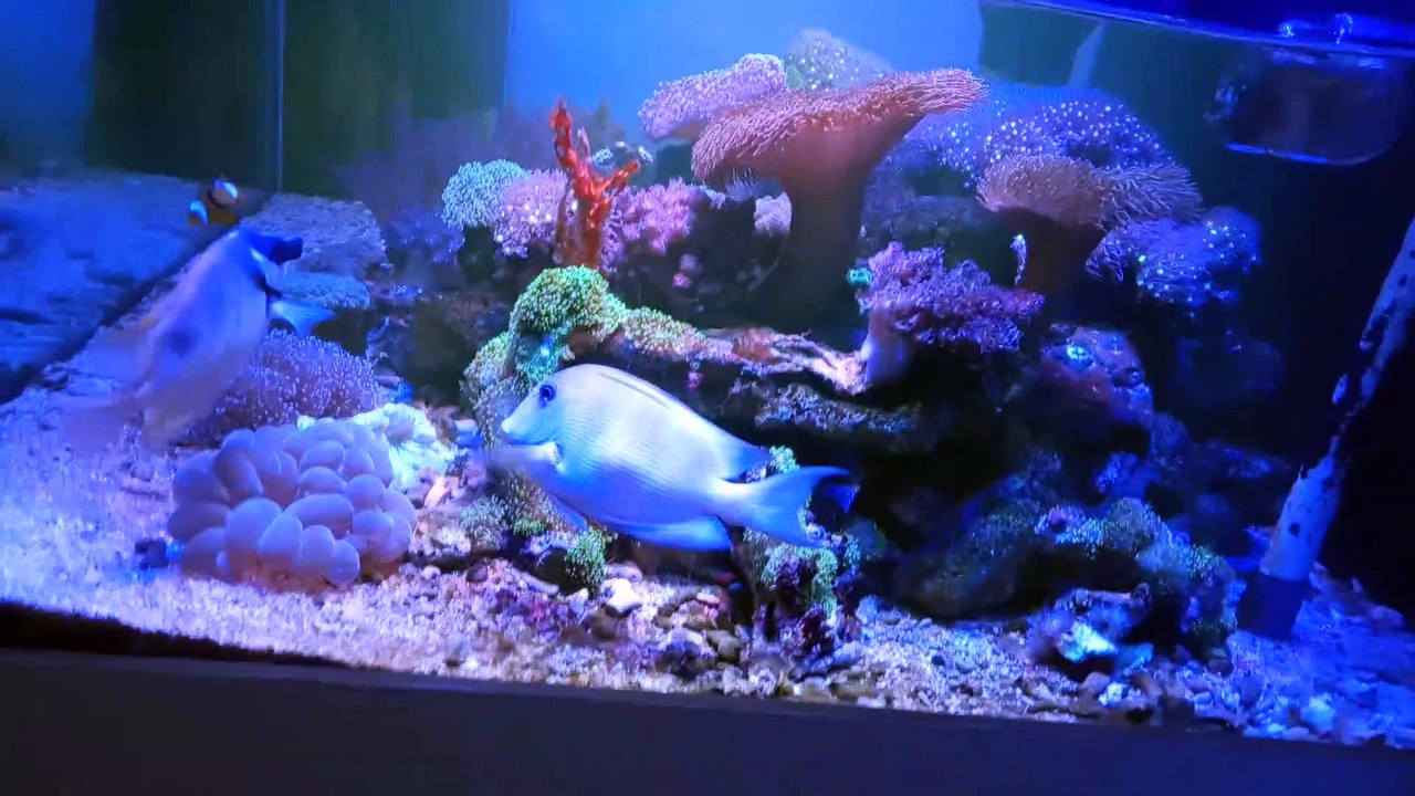 Aquarium air laut