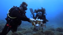 Grupos de buzos peinan la costa de Granada y los fondos marinos en busca de basura