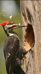 Ternyata Teknologi Helm Terinspirasi dari Kepala Burung Pelatuk