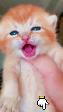 Baby Cats Cute Funny Cats Videos cat cutecat shorts cute cats funny animals videos