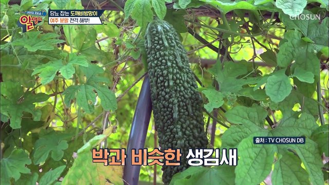 당뇨 증상 개선에 도움을 주는 도깨비 방망이 여주 TV CHOSUN 20220626 방송