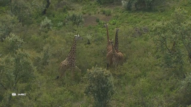 WRC - Rallye du Kenya 2022 - Dimanche 1/2