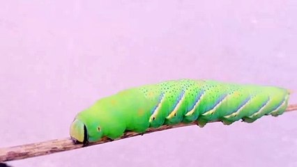 Cute Caterpillar